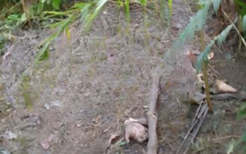 Cadáver em estado avançado de decomposição é encontrado no interior do Amazonas