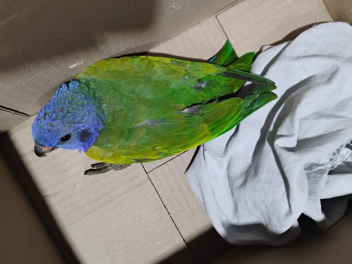 Patrulhamento Ambiental realiza resgate de uma ave e uma cobra nas zonas Norte e Sul de Manaus