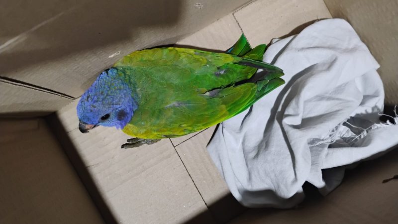 Patrulhamento Ambiental realiza resgate de uma ave e uma cobra nas zonas Norte e Sul de Manaus