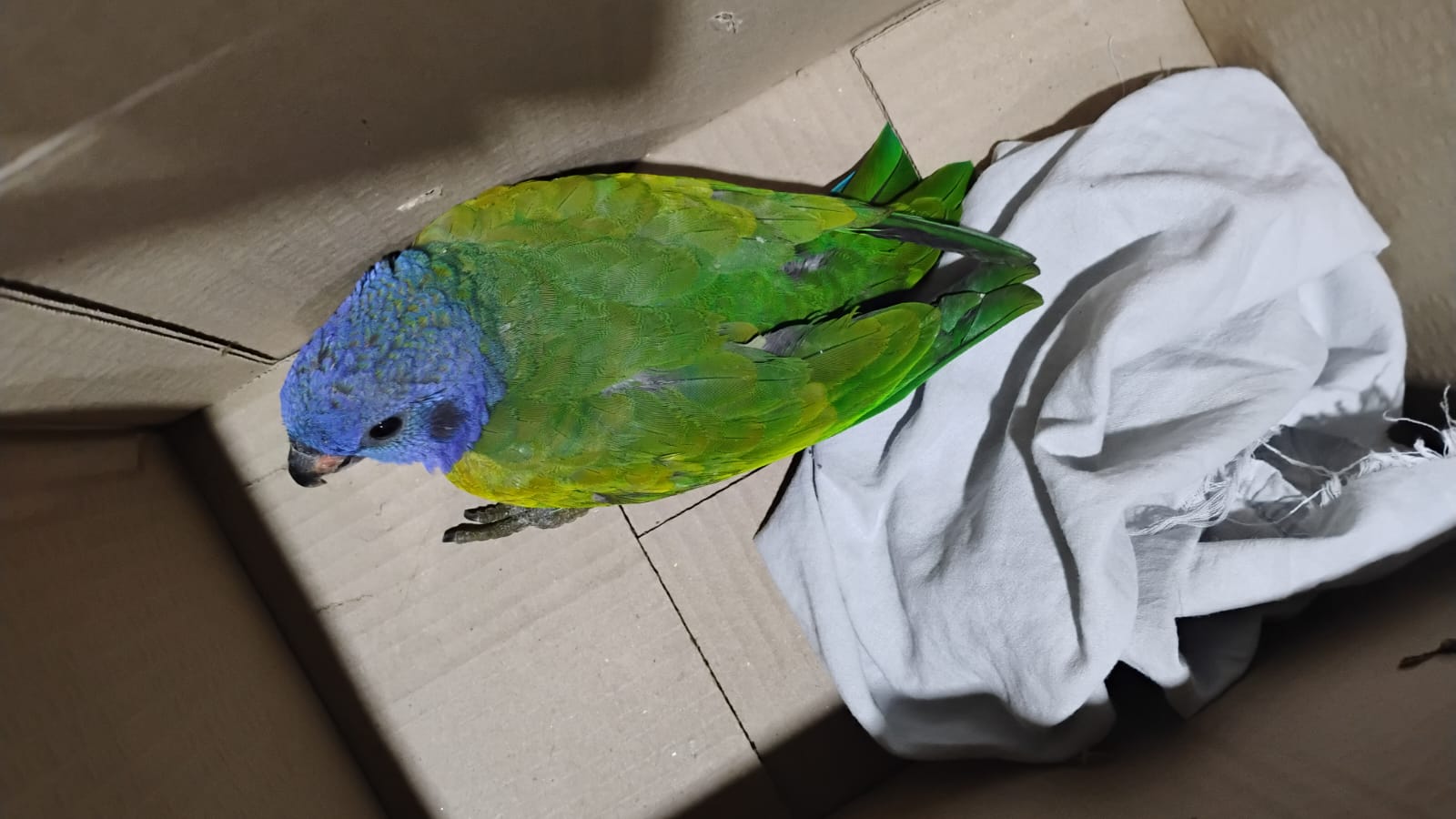 Patrulhamento Ambiental realiza resgate de uma ave e uma cobra nas zonas Norte e Sul de Manaus