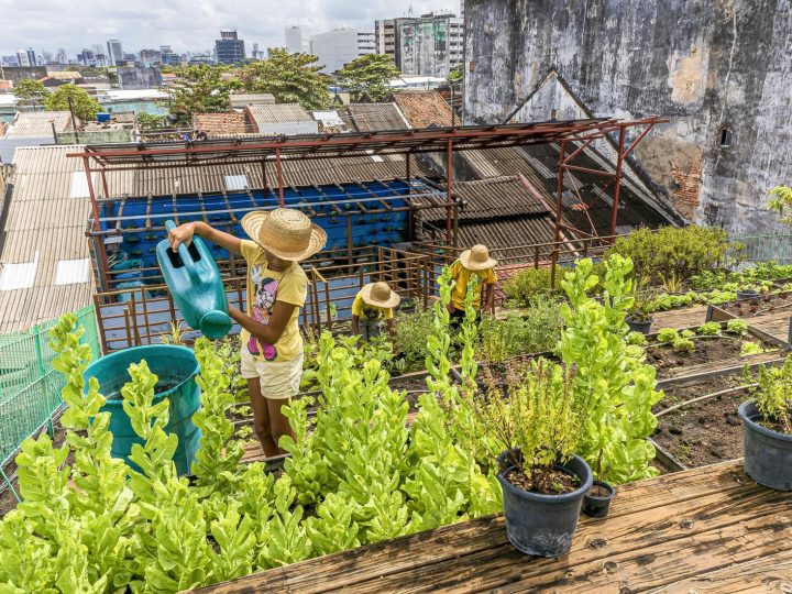 Curso gratuito da Embrapa ensina o passo-a-passo para fazer uma horta comunitária